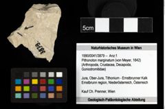 Foto (Objekt + Etiketten) von Pithonoton marginatum (von Meyer, 1842) 